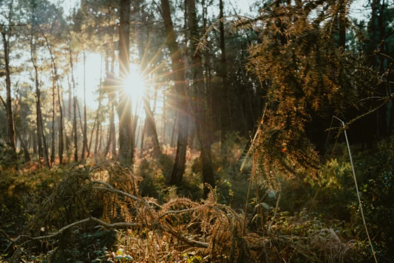 Sous-bois breton traversé par le soleil couchant