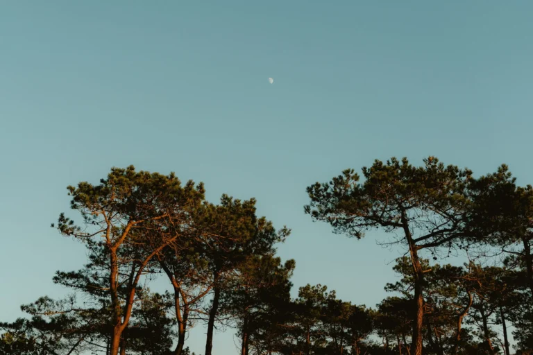 Pins au crépuscule sur la côte bretonne