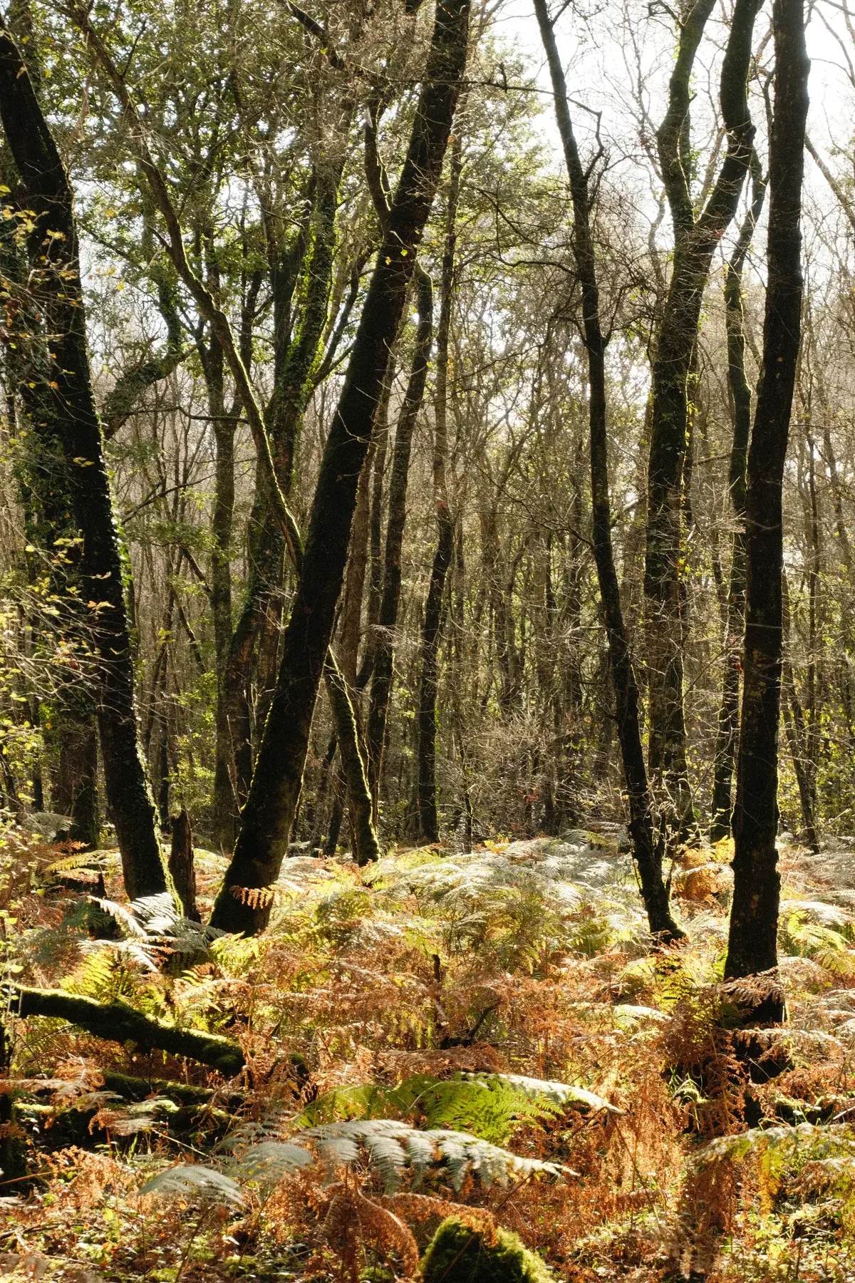 Bois de feuillus aux fougères rousses, en fin d'automne
