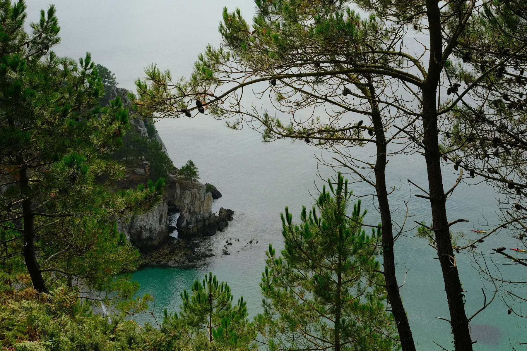 Crique aux eaux turquoise vue à travers les pins, sur la côte bretonne