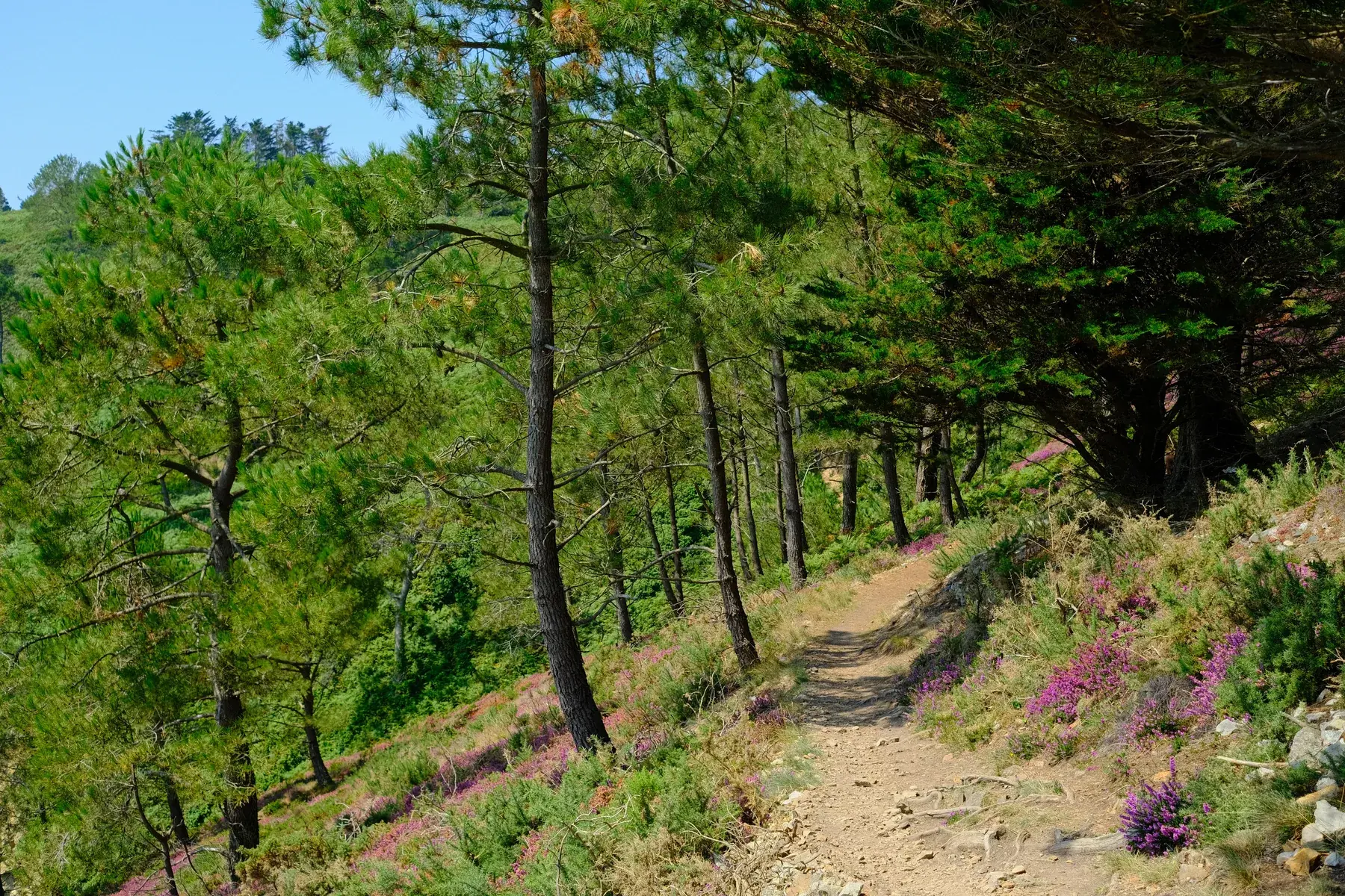 Sentier côtier bordé de pins et de bruyère en fleurs, en Bretagne