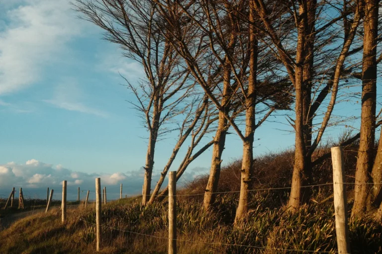 Arbres courbés par le vent au-dessus de la lande, près du cap Fréhel