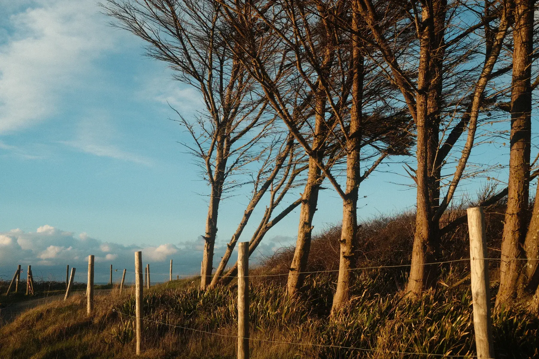 Arbres courbés par le vent au-dessus de la lande, près du cap Fréhel