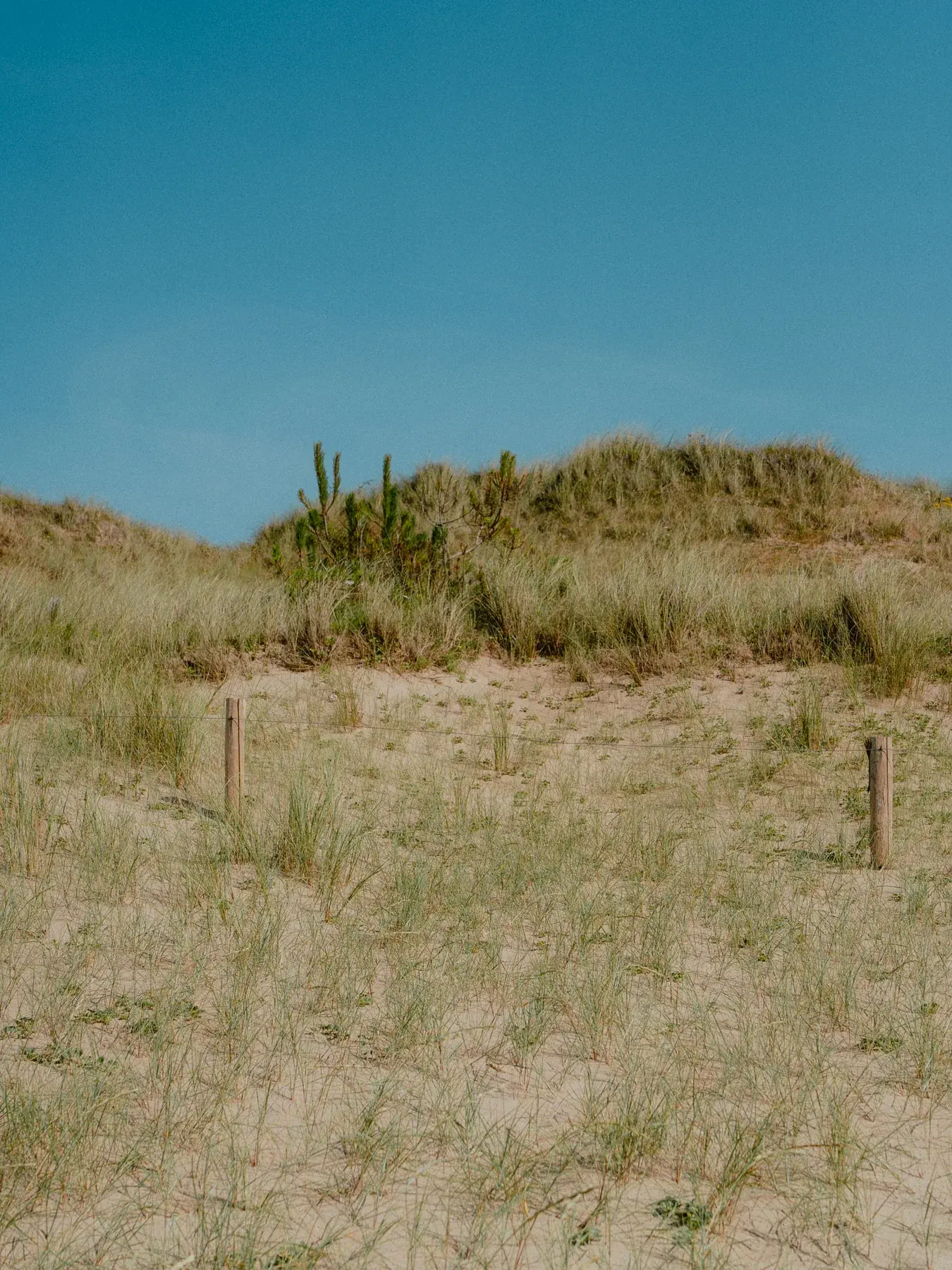Dune couverte d'oyats sous un ciel bleu, près du cap Fréhel