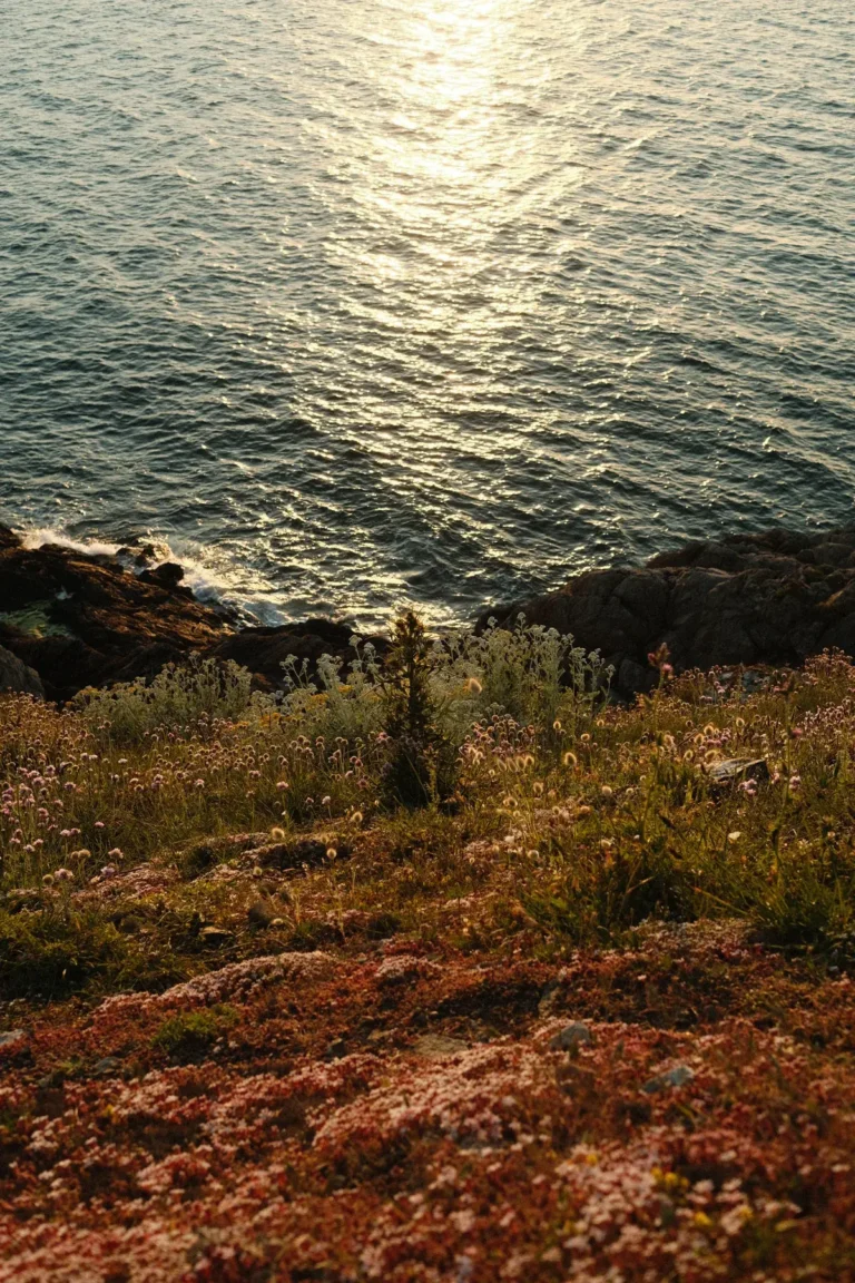 Reflets du soleil sur la mer, vus depuis une lande fleurie à Pléneuf-Val-André