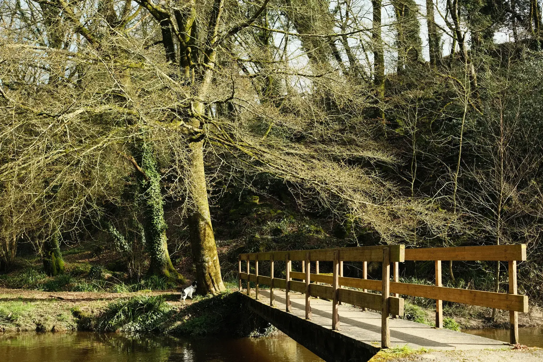 Passerelle en bois franchissant la rivière à Plouguenast, au centre des Côtes-d'Armor